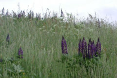 lupinus
