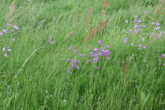 zvonky