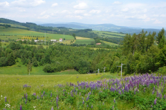 lupinus