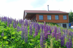 superlupinus